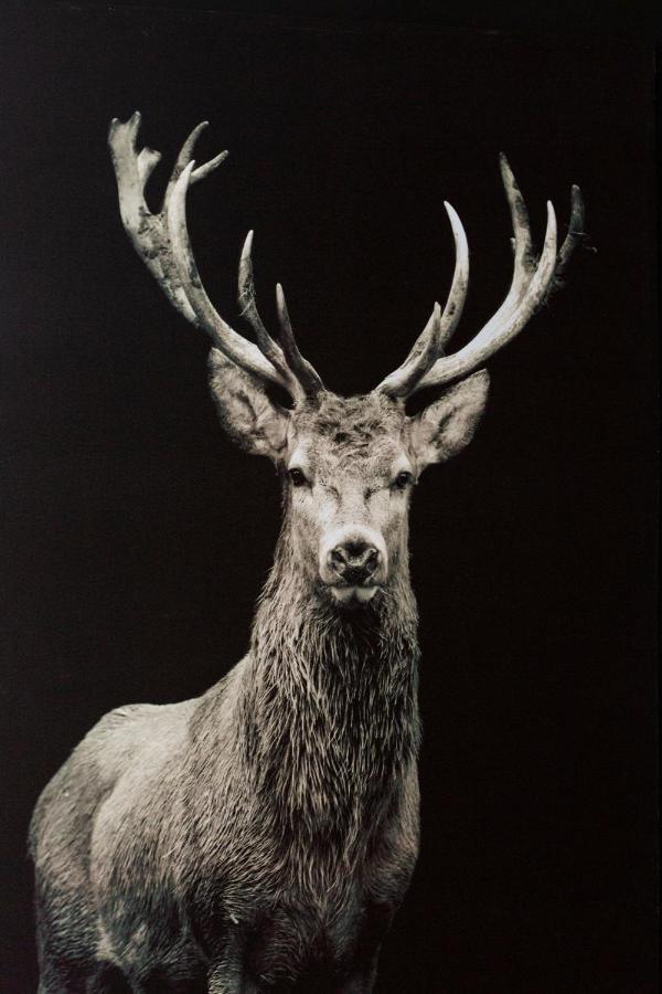 Aux Bois Dores De La Ferme De Sorval, Animaux De La Ferme, Fitness Selvigny ภายนอก รูปภาพ