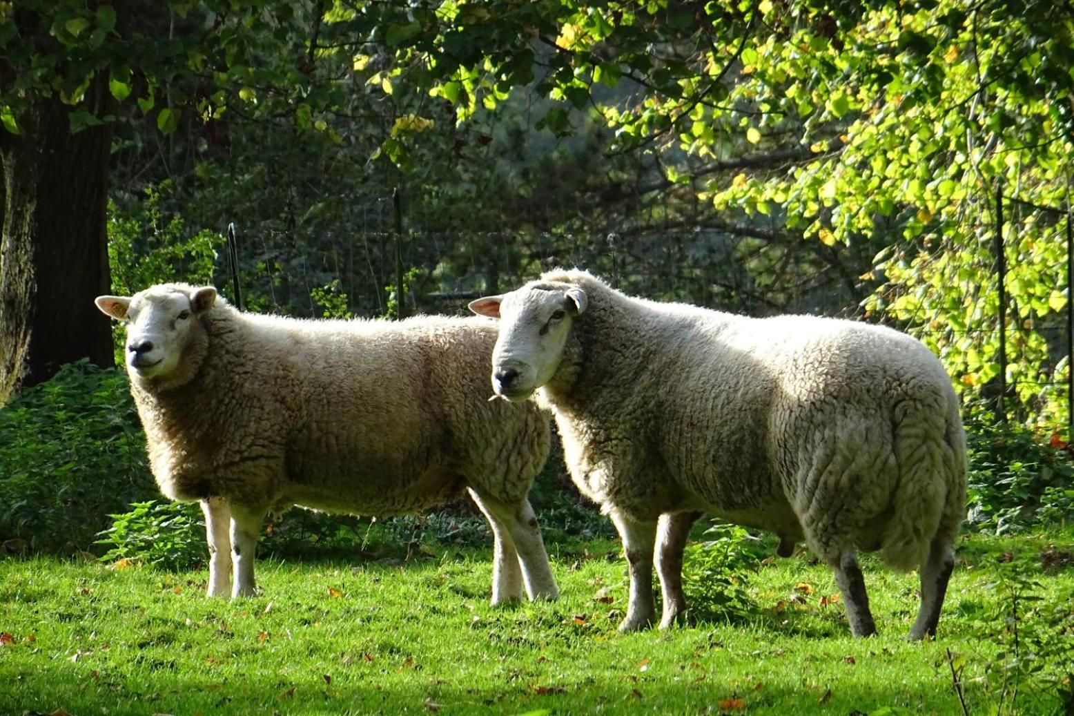 Aux Bois Dores De La Ferme De Sorval, Animaux De La Ferme, Fitness Selvigny ภายนอก รูปภาพ